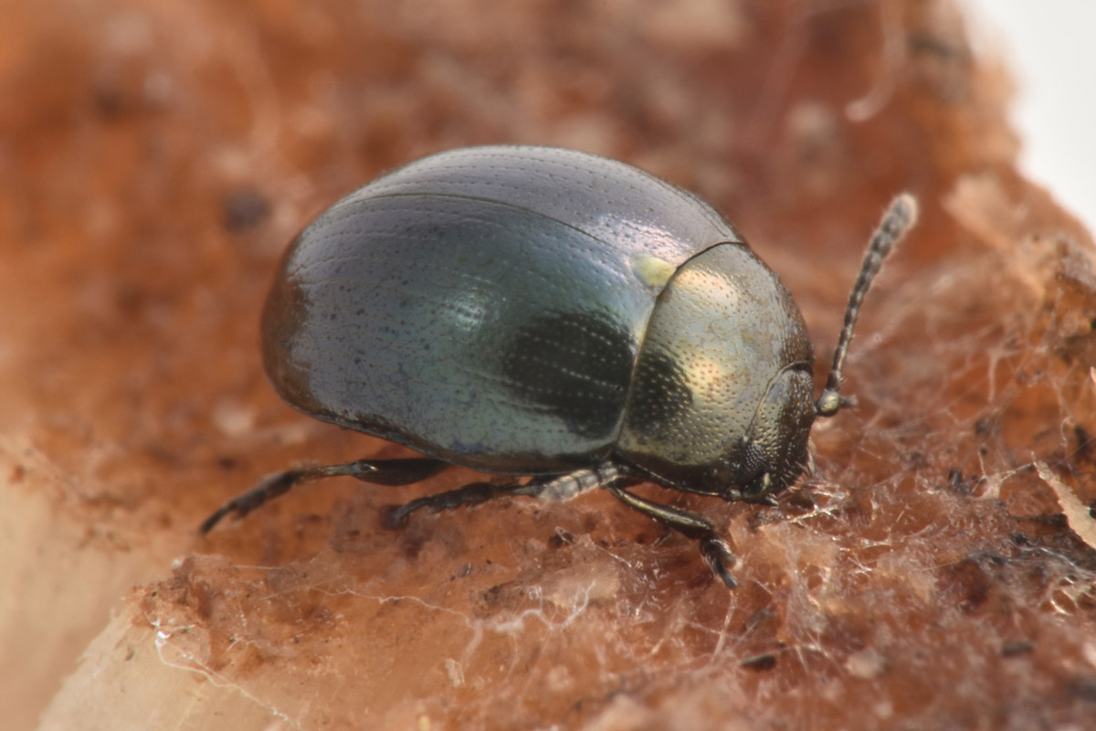 Chrysomelidae:  Phaedon sp? S, quasi sicuro P. laevigatus